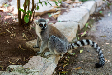 Obraz premium Ring tail Lemur (lemur catta) sitting in zoo. Madagascar lemur animal looking. Portrait of lemur katta long tail. Cute leemur of lemuriformes - zoology