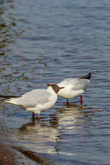 Obraz premium Brown-headed river gull on the banks of the Neva River.