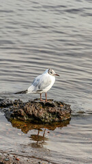 Brown-headed river gull on the banks of the Neva River.