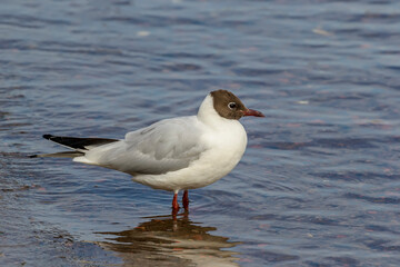 Fototapeta premium Brown-headed river gull on the banks of the Neva River.