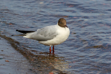 Brown-headed river gull on the banks of the Neva River.