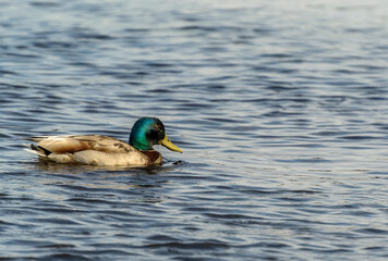 Drakes swim in the Neva River in summer.