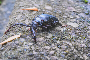 ノコギリカミキリ（オス）