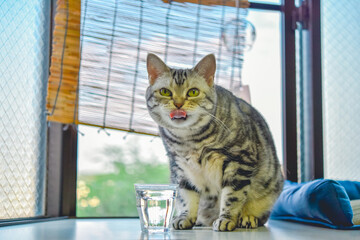 水を飲んでペロリと舌を出す猫