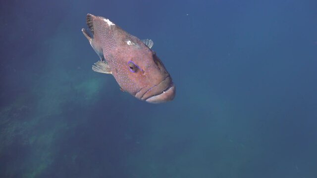 The coral trout, leopard coral grouper, or leopard coral trout (Plectropomus leopardus 