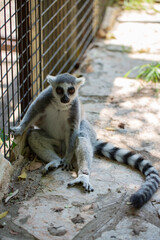 Ring tail Lemur (lemur catta) sitting in zoo. Madagascar lemur animal looking. Portrait of lemur katta long tail. Cute leemur of lemuriformes - zoology