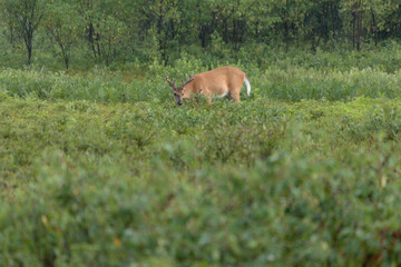 Whitetail grazing on leaves in the brush in the early morning light. 