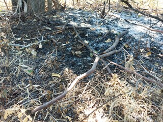 Ashes is laying on the ground while burnt down trees are seen after fire under mountain. 