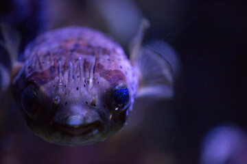 Puffer fish in the ocean was photographed in Dalian, Liaoning Province, China
