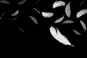 Group of a white feathers bird floating in the dark. Feather abstract, freedom concept on black background.