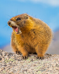 Marmot 