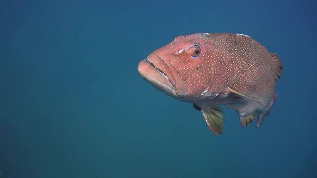The coral trout, leopard coral grouper, or leopard coral trout (Plectropomus leopardus comes close to the camera 