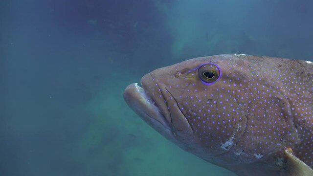 The coral trout, leopard coral grouper, or leopard coral trout (Plectropomus leopardus comes extremely close to the camera. I pushed it away and gently tickled it with covered hand 