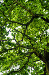 Fototapeta na wymiar Young oak leaves in the forest.