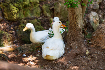 white duck  in farm yard. The rural scene on sunny day, close up