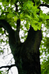 Young oak leaves in the forest.
