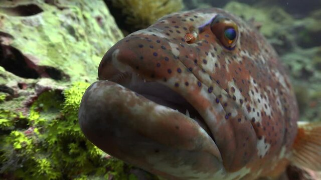 Close-up shot of the muzzle of The coral trout, leopard coral grouper, or leopard coral trout (Plectropomus leopardus 