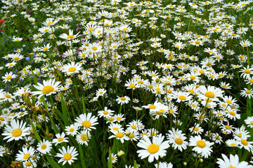 Flower meadow. Beautiful floral background for a postcard. White daisies. Forest grasslands.