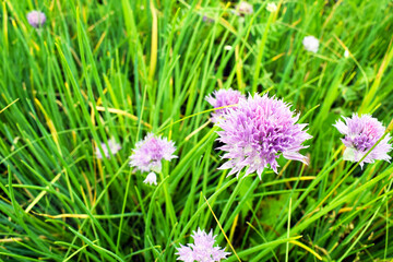 Beautiful garden flowers. Country landscape. Beautiful floral background for a postcard.