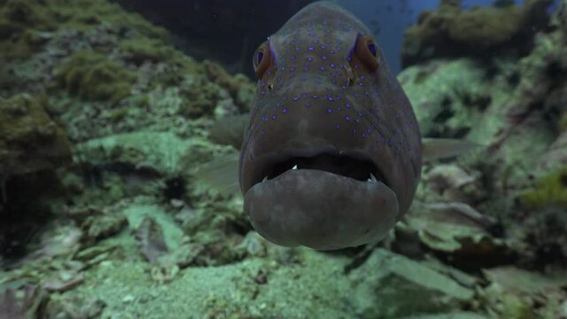 Close-up shot of the muzzle of The coral trout, leopard coral grouper, or leopard coral trout (Plectropomus leopardus 