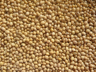 Yellow color raw whole Soybean
