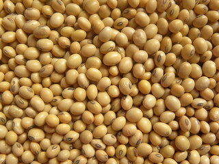 Yellow color raw whole Soybean
