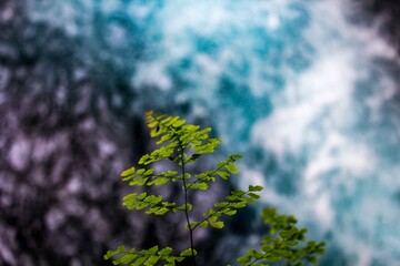 leaf over water