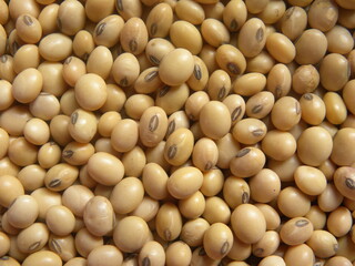 Yellow color raw whole Soybean
