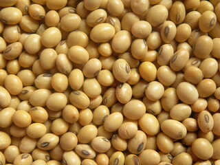 Yellow color raw whole Soybean
