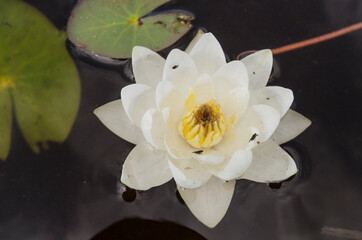 White water lily flower. White lotus on the water