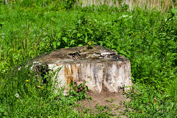 Old rotten big tree stump poplar among the green grass