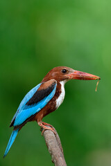  white-throated kingfisher picking a flying termite or Alate insect to feed its chicks