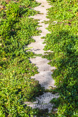 Fototapeta premium Beautiful path through the green lawn in the park.