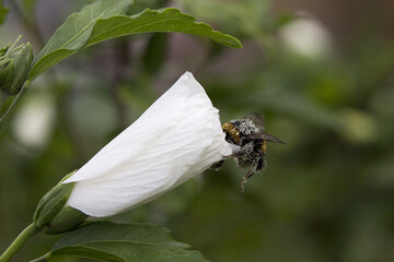eine wespe geht in einer blüte rein