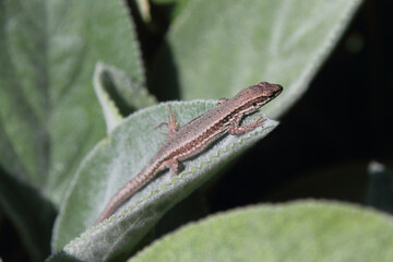 Podarcis muralis (Podarcis muralis)