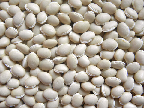 White color raw whole dried Hyacinth beans