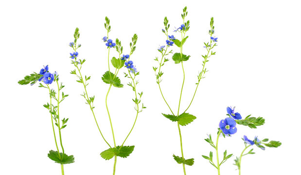 Veronica Chamaedrys Medicinal and Herbal Tea Plant. Isolated on White Background. Also known as Germander Speedwell, Bird's-Eye Speedwell, or Cat's Eyes.