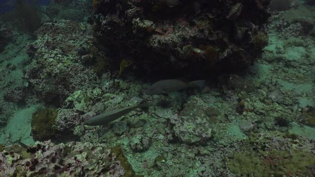 Three the coral trout, leopard coral grouper, or leopard coral trout (Plectropomus leopardus are mating 