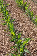 Green corn plants growing in a row in the field on sunset. Agricultural field on summer