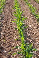 Green corn plants growing in a row in the field on sunset. Agricultural field on summer