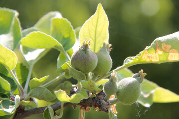 Close-up of small green Florina apples growing on branch on tree on a sunny day. Malus domestica