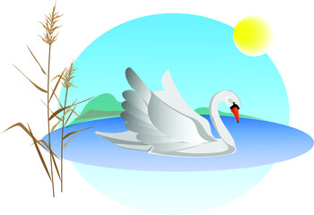 A beautiful white swan swims in a lake with reeds against a background of blue sky and sun.