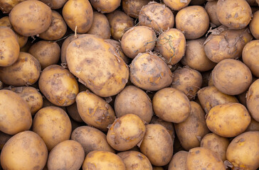 Solid background of fresh ripe and natural potatoes
