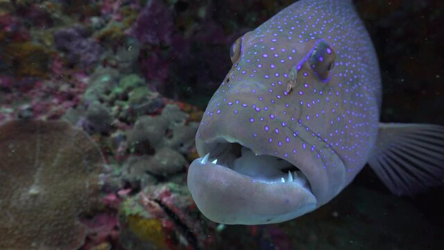 The coral trout, leopard coral grouper, or leopard coral trout (Plectropomus leopardus in the crack. Close up shot of it muzzle 