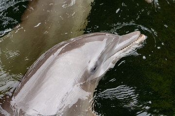 Overhead photo of a dolphin swimming in water