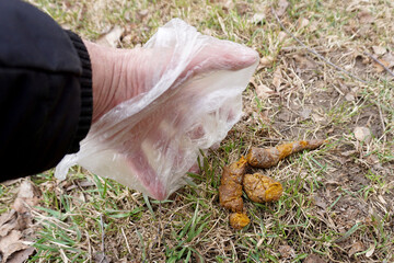 A man's hand in a polyethylene bag cleans dog shit from the lawn.
