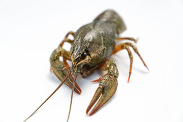 river lobster or crayfish on white background