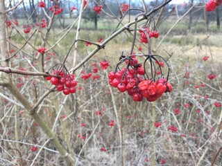 Ein herbstlicher Blick in unseren Garten