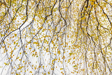 Abstract of autumn leaves against bright sky