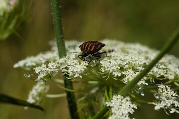 カメムシとカウパセリ